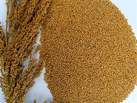 Foxtail Millet Plant