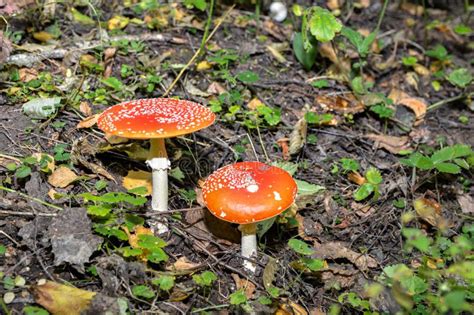 Red Toad Stools Actual Name Fly Agaric Amanita Muscaria Stock Photo