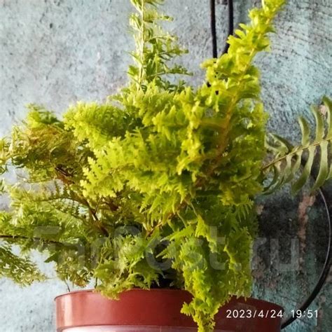 Папоротник (Нефролепис), в наличии. Цена: 500₽ во Владивостоке