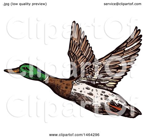 Clipart of a Sketched Flying Mallard Duck - Royalty Free Vector ...