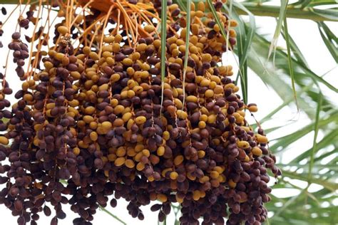 How To Control Pests And Diseases In Date Plam Causes Symptoms Chemical And Biological