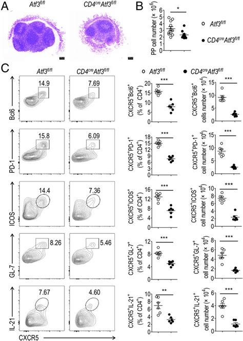 cd cre atf flfl mice displayed reduced level   fh cells  pps