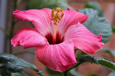 Hibiscus Flower Bloom · Free Photo On Pixabay