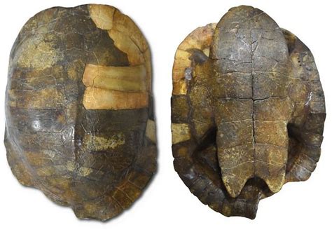 Paleontólogo Descubrió El Fósil De Tortuga Más Antiguo De Colombia