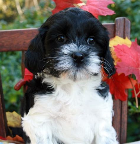 Black And White Australian Labradoodle