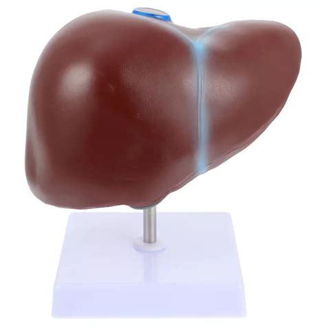 Pc Medical Anatomical Liver Model Human Liver Anatomical Model With