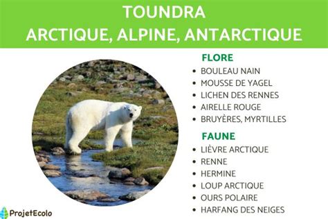 Toundra Caract Ristiques Flore Et Faune