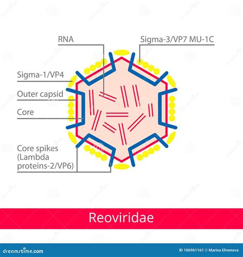 Reoviridae Classification Of Viruses Stock Vector Illustration Of