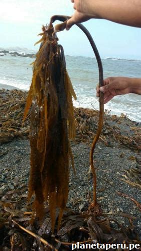 Vendo algas marinas frescas y secas desidratado teléfono Calle