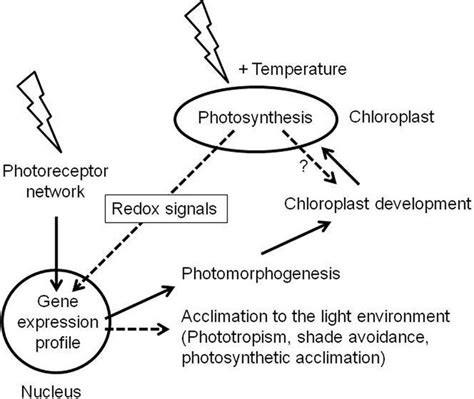 Relation Of Photoreceptor And Photosynthesis Mediated Light Signaling