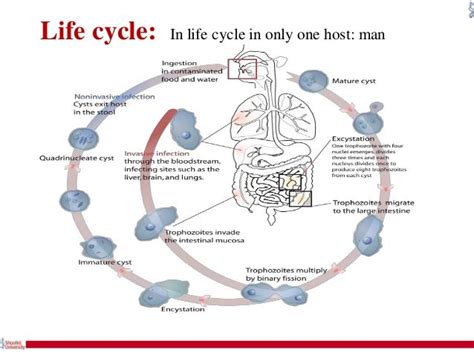 E Histolytica Life Cycle