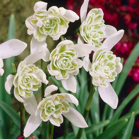 Buy Galanthus Nivalis Flore Pleno Double Snowdrop Free Delivery