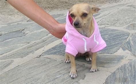 Chihuahua Clothes: Practical, Fashionable, And For Every Occasion ...