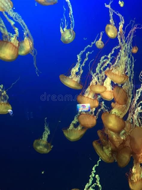 Jellyfish. At the aquarium , #AFF, #Jellyfish, #aquarium #ad | Image of ...