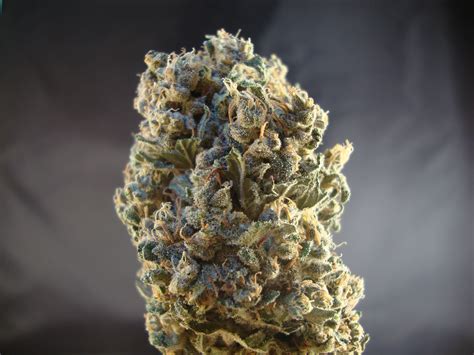 Durban Poison | Marijuana Strain Review