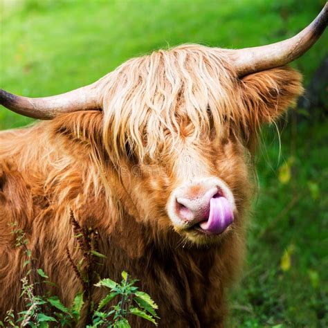 Vaca Peludo Nas Montanhas Imagem De Stock Imagem De Gado