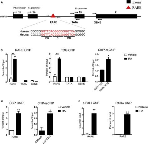 The Hic Gene Is A Direct Target For The Rara Tdg Cbp Complex A