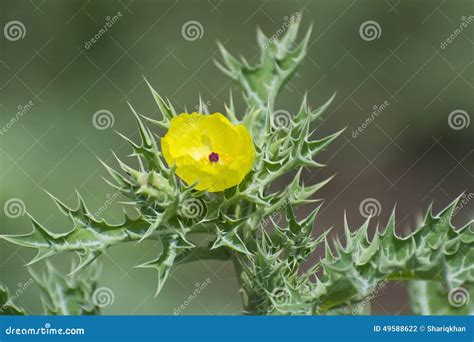 Planta Silvestre Espinosa Con Las Flores Amarillas Foto De Archivo