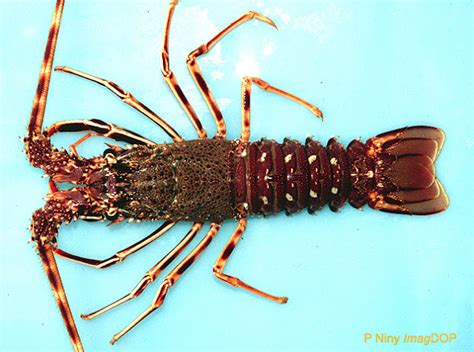 Especies Marinas De Interes Bromatologico Palinurus Elephas Fabricius