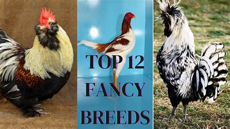 Top 12 Most Beautiful Chicken Breeds In The World 2024top 12 Most