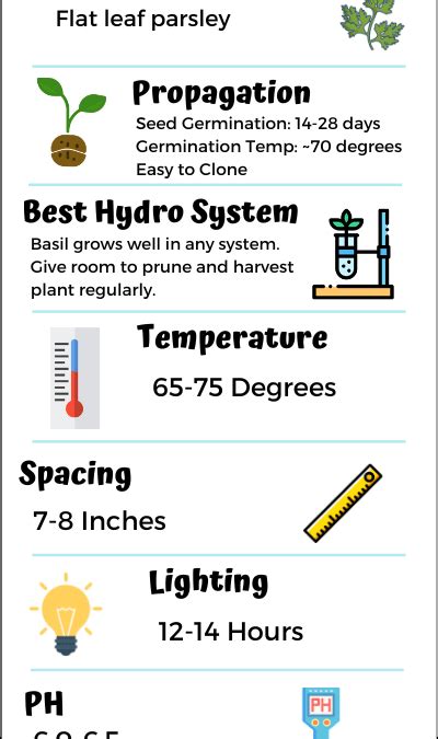 How to grow parsley infographic - NoSoilSolutions