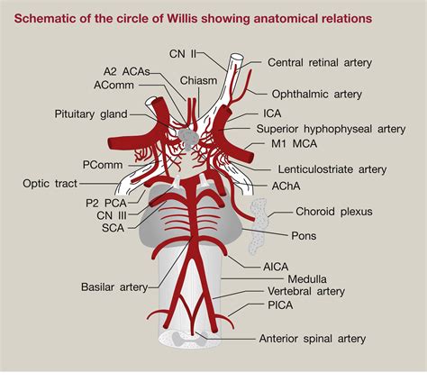 Cerebral Vascular Anatomy And Physiology Surgery Oxford