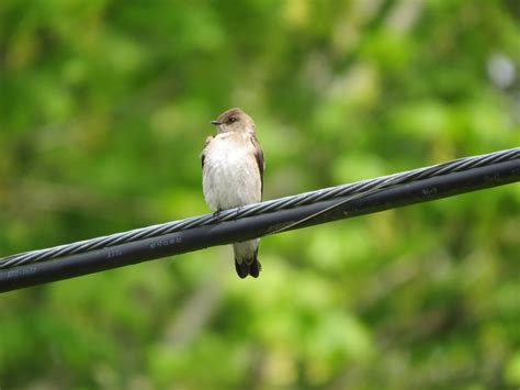 Northern Rough Winged Swallow East Cascades Audubon Society