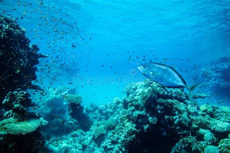 Paysage Sous Marin De La Vie En Mer Rouge Image Stock Image Du Rouge