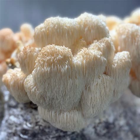 Lions Mane Mushroom A Natural Nootropic And Immune Booster Mycolove