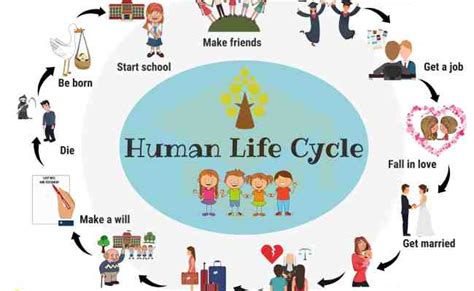 Stages Of Life Cycle Of A Human Google Search Human Life Cycle Life ...