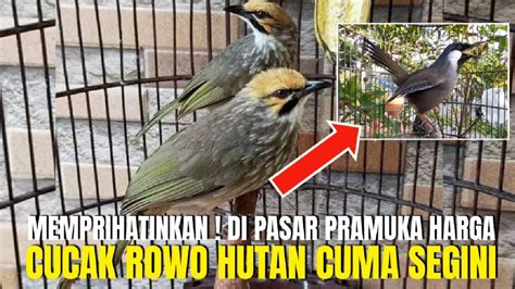 Cek Harga Cucak Rowo Hutan Di Pasar Pramuka Malah Nemu Poksay Gacor