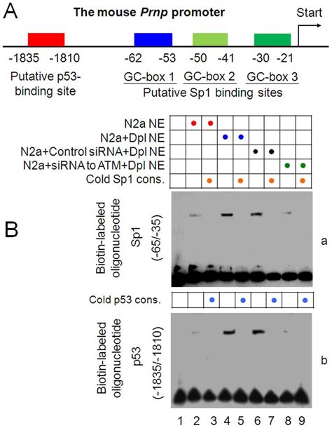 Dpl Induces ATM Dependent Bindings Of Sp1 And P53 To The Prnp Promoter