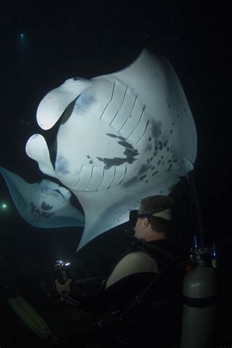 Manta Ray Night Dives in Kona | Scuba Diving