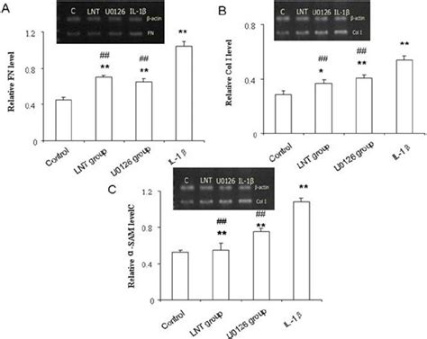 Lnt G Ml Inhibited Il Induced Fn Expression A Col I