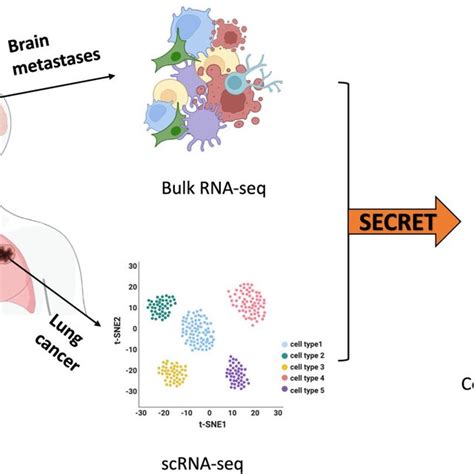 Sc Hematic O V Ervie W Of Secre T Secre T Uses Both Bulk Rna Seq And