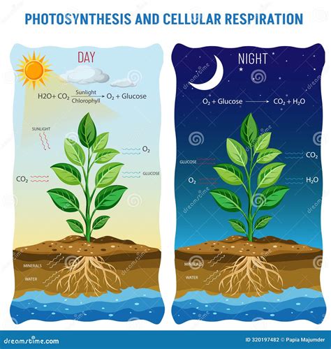 Life S Energy Cycle, Photosynthesis & Respiration Stock Vector ...