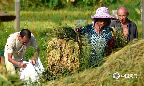 马山农民顶烈日忙翻天 广西高清图片 中国天气网