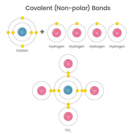 Premium Vector | Covalent bonds chemistry vector illustration infographic