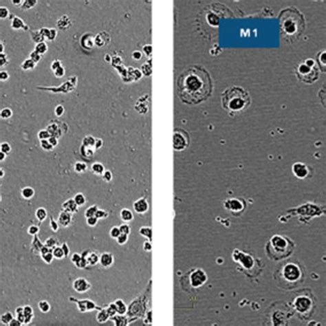 Macrophages Sartorius