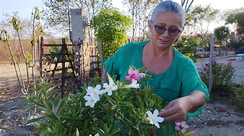 Como Formar Uma Copa Mais Galhos E Mais Flores Na Sua Rosa Do