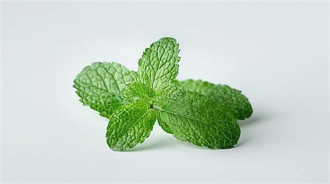 Fresh Mint White Transparent Fresh Mint Leaves Isolated Green Fresh