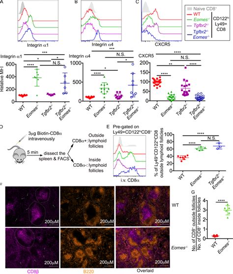 An Eomes Dependent Genetic Program Controls The Location Of Cd T Reg