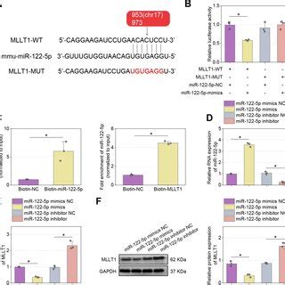 High Throughput Sequencing And Bioinformatics Analysis Predict Target