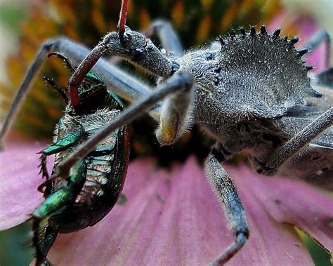 Wheel Bug And Prey Japanese Beetle Wheel Bug Wikipedia Network For