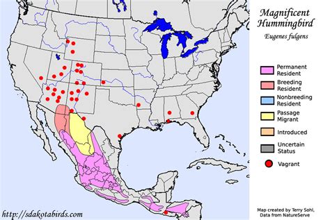 Magnificent Hummingbird - Species Range Map