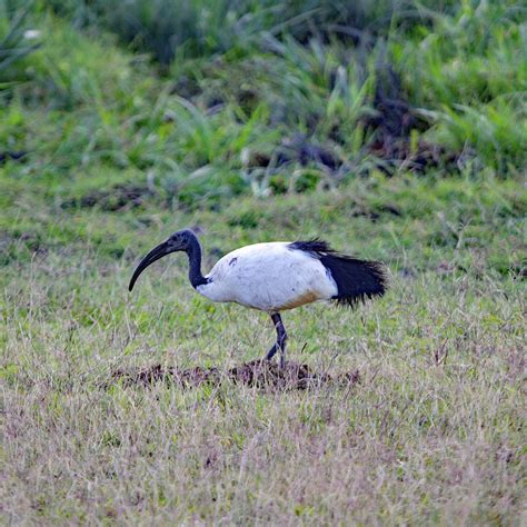 African Sacred Ibis Photograph by Daniel B Smith | Fine Art America