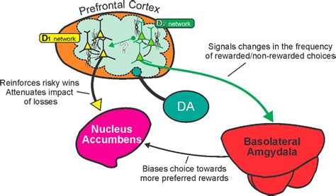 Prefrontal Dopamine D1 And D2 Receptors Regulate Dissociable Aspects Of