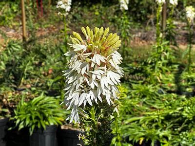 Lobelia cardinalis f. albiflora White Cardinal Cardinal Flower from Pleasant Run Nursery