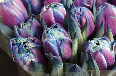 Blue Purple Tulips Spring Flowers Bouquet Stock Photo - Image of flora ...