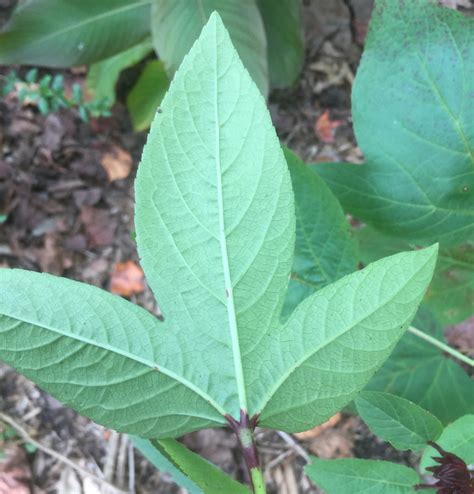 Hibiscus Sabdariffa Florida Cranberry Indian Sorrel Jamaican Tea